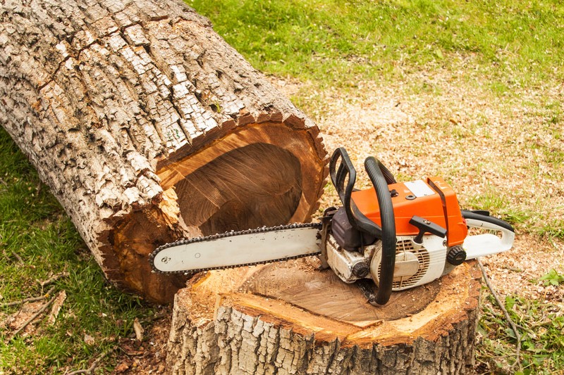 Affordable Tree Removal Services in Springfield