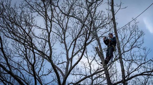 Professional Tree Trimming Service for Safe and Healthy Trees