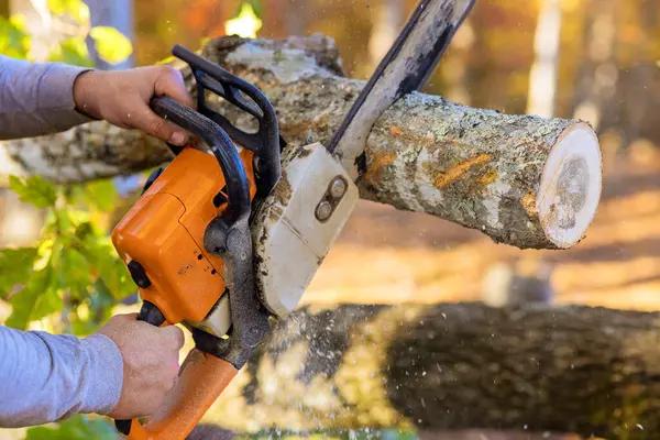 Tree Care Enterprises-Lake Geneva Expert Tree Services You Can Trust