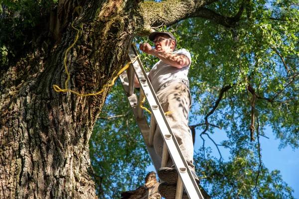 Expert Tree Service in Springfield IL for Routine and Emergency Needs